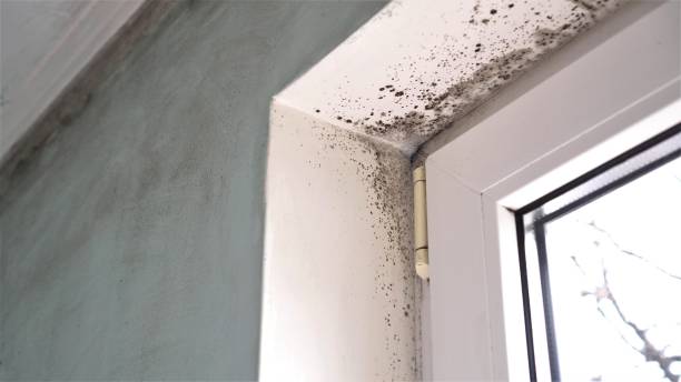 Best Bathroom Mold Remediation in Winfield, IL