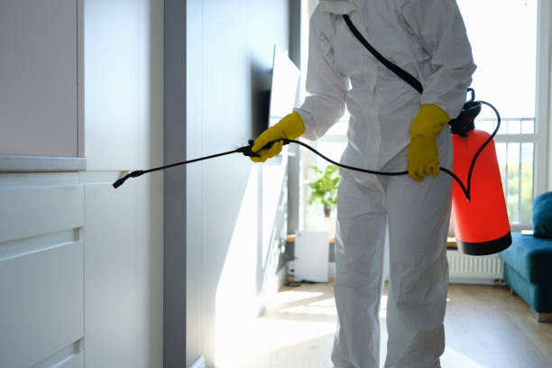 Best Post-Flood Mold Remediation in Winfield, IL