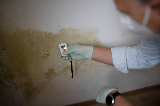 Best Commercial Mold Remediation in Winfield, IL