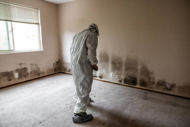 Best Industrial Mold Remediation in Winfield, IL