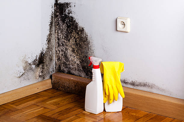 Best Attic Mold Remediation in Winfield, IL